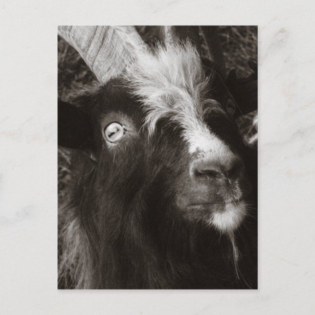 Bagot Goat Porträtt Old Stil - Animal Photography Vykort (Framsida)