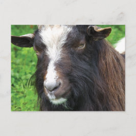 Bagot Goat | Sällsynt Vykort