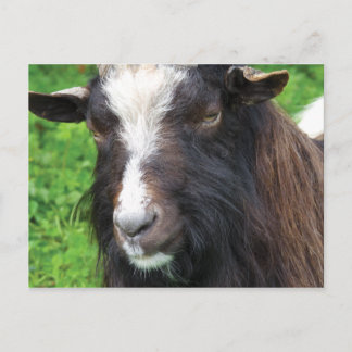 Bagot Goat | Sällsynt Vykort