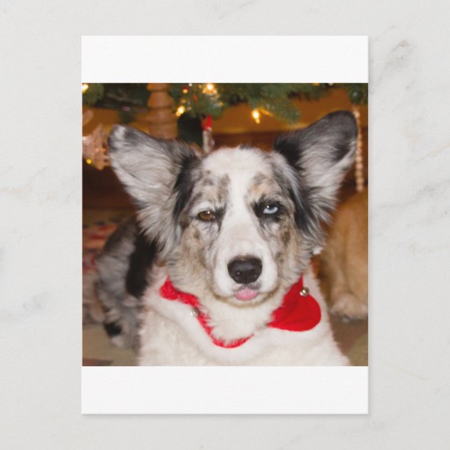 Bah Humbug!!! Vykort (Framsida)