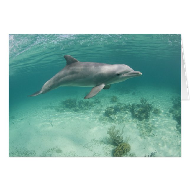 Bahamas, Grand Bahama, Freeport, Captive 6 Hälsningskort (Framsidan Horizontal)