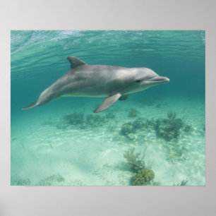 Bahamas, Grand Bahama, Freeport, Captive 6 Poster