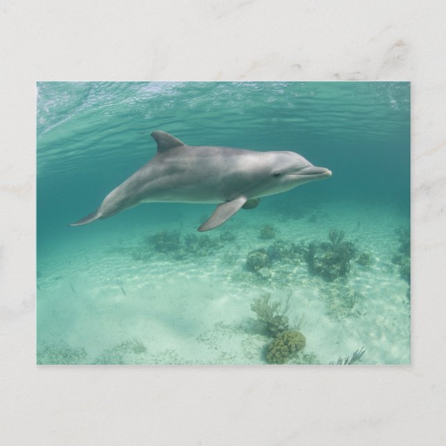 Bahamas, Grand Bahama, Freeport, Captive 6 Vykort (Framsida)