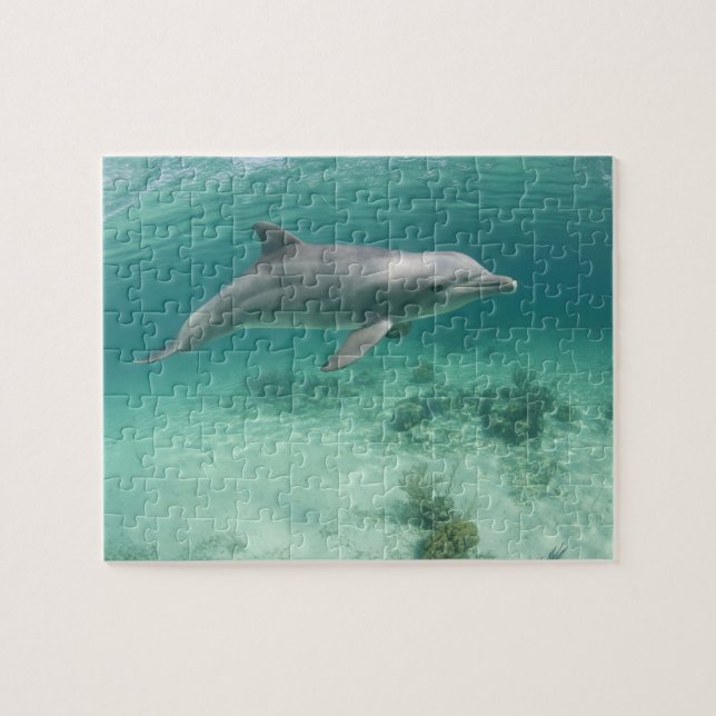 Bahamas, Grand Bahama Island, Freeport, Captive 6 Pussel (Horisontell)