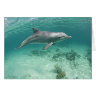 Bahamas, Grand Bahama Island, Freeport, Fånge 6 Hälsningskort