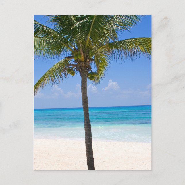 Bahamas Handflatan Träd Vykort (Framsida)