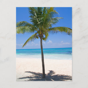 Bahamas Handflatan Träd Vykort