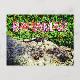 Bahamas Lizard Vykort