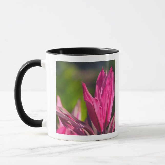 BAHAMAS, New Providence Island, Nassau: Paradis Mugg (Vänster)
