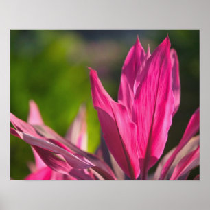 BAHAMAS, New Providence Island, Nassau: Paradis Poster