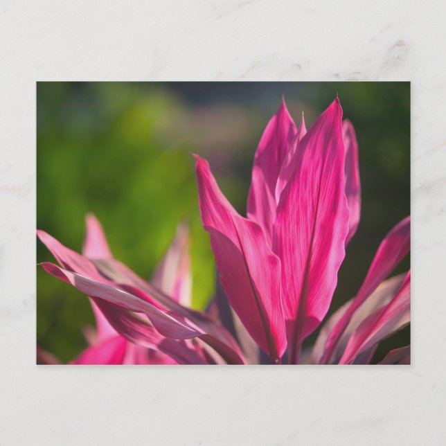 BAHAMAS, New Providence Island, Nassau: Paradise Vykort (Framsida)