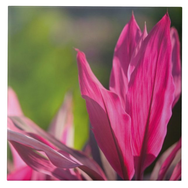 BAHAMAS, New Providence Island, Nassau:Paradiserin Kakelplatta (Framsidan)