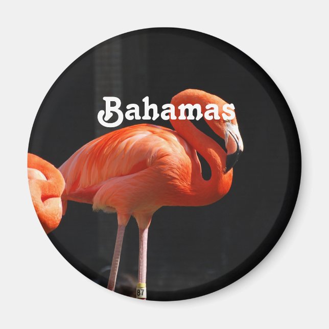 Bahamian Flamingo Magnet (Framsidan)