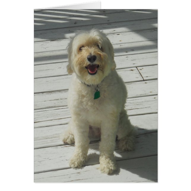 Bailey the Benice Hund Poson on the Deck - Card Hälsningskort (Framsidan)