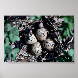 Bairds sandpiper Nest med ägg Poster