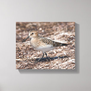 Bairds sandpiper på Beach Canvastryck