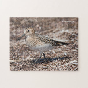 Bairds sandpiper på Beach Pussel