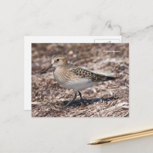 Bairds sandpiper på Beach Vykort