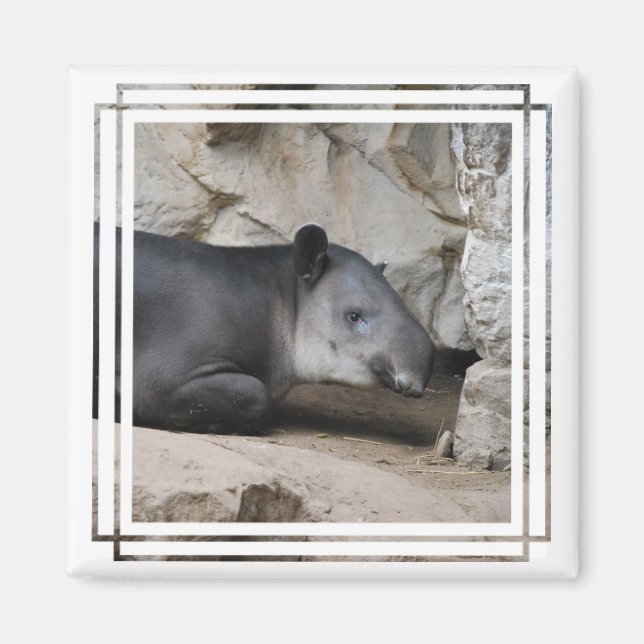 Bairds Tapir Magnet (Framsidan)