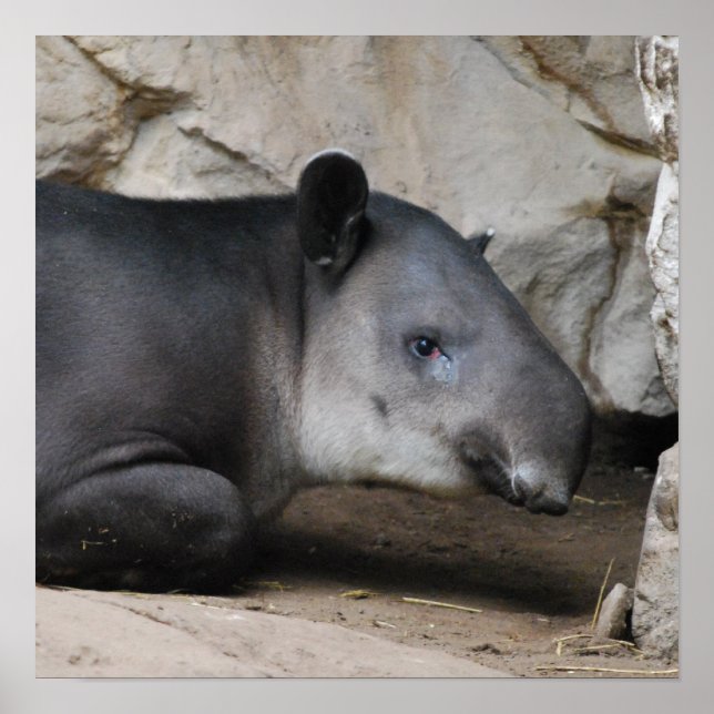 Bairds Tapir Poster (Framsidan)