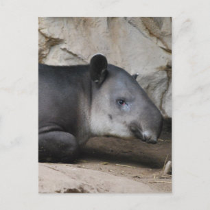 Bairds Tapir-vykort Vykort
