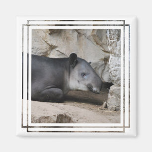Bairds Tapirmagnet Magnet
