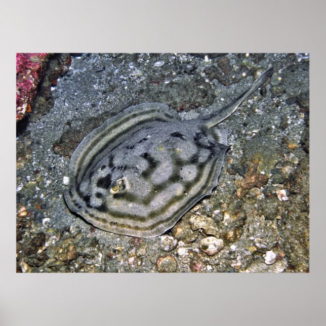 Baja Stingray Poster (Framsidan)