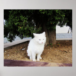 Bajande katt poster