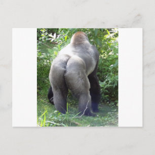 Bak av gorillan vykort