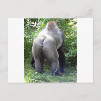 Bak av gorillan vykort