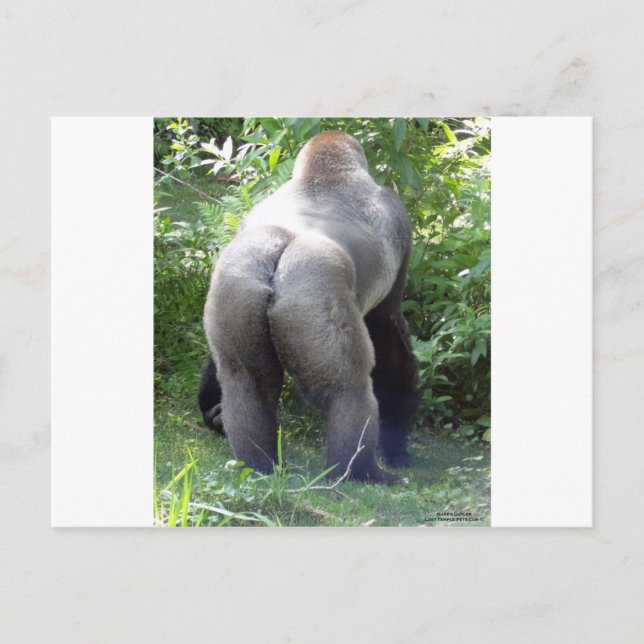 Bak av gorillan vykort (Framsida)