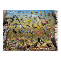 Bakbäcksfåglar av Saskatchewan Poster