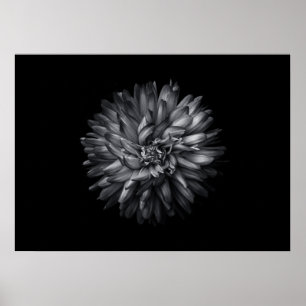 Bakbangårdsblommor i svartvitt 20 poster