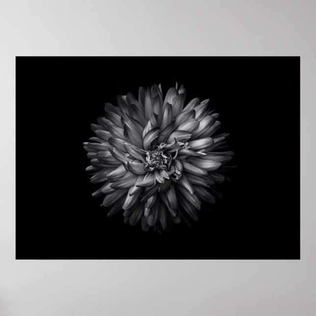 Bakbangårdsblommor i svartvitt 20 poster (Framsidan)