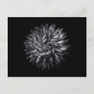 Bakbangårdsblommor i svartvitt 20 vykort