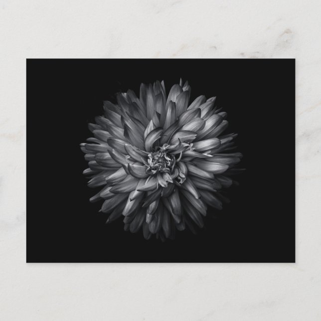 Bakbangårdsblommor i svartvitt 20 vykort (Framsida)