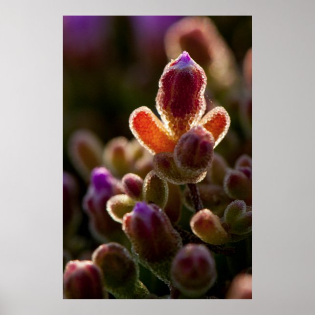 Bakbelyst, färglös, mjuk fjädringsbuffert med fälg poster (Framsidan)