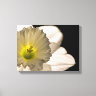 Bakbelyst vit doffodil Flower Canvastryck