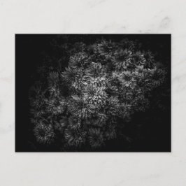 Bakbrädor i svartvitt nr 29 vykort