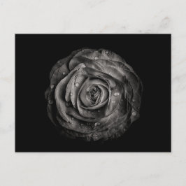 Bakbrädor i svartvitt nr 72 vykort