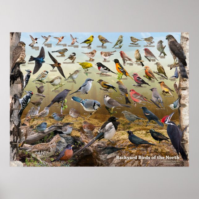 Bakgårdar Poster (Framsidan)