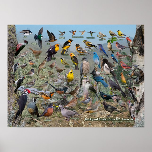 Bakgårdar vid BC Insida Poster (Framsidan)