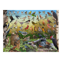 Bakgårdar vid Öster