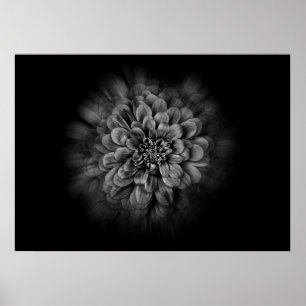 Bakgårdsblommor i svart och vitt nr 54 Flow Poster