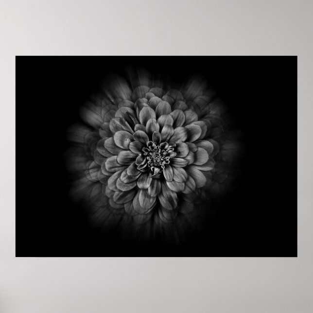 Bakgårdsblommor i svart och vitt nr 54 Flow Poster (Framsidan)