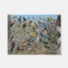 Bakgårdsfåglar i BC Insida