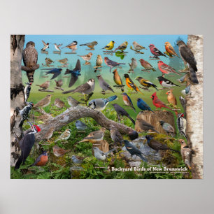 Bakgårdsfåglar i New Brunswick Poster