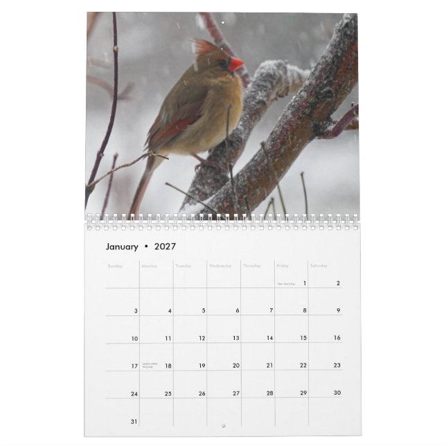 Bakgårdspfåglar Kalender (Jan 2027)