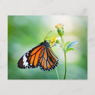 Bakgrund för fjäril-skräpbok papper