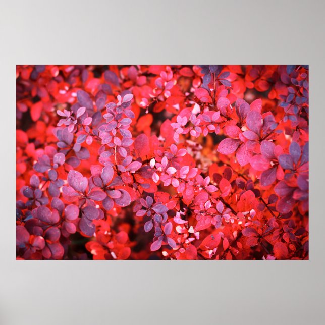 Bakgrund för hönshuvud med röd violett buske poster (Framsidan)